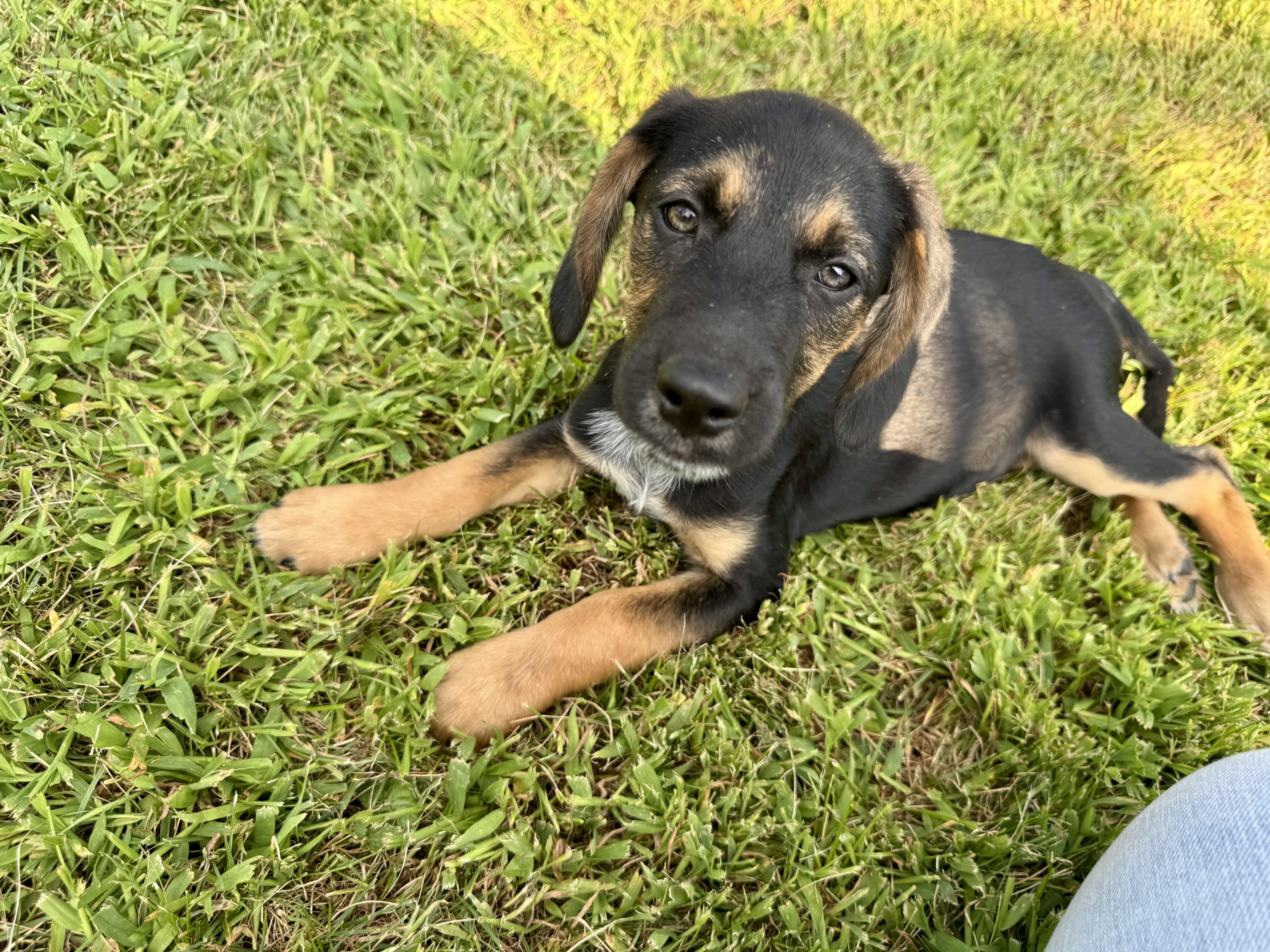 Enlarge Strawberry Shortcake, a Adopted mixed breed in Warsaw, IN image 5/6