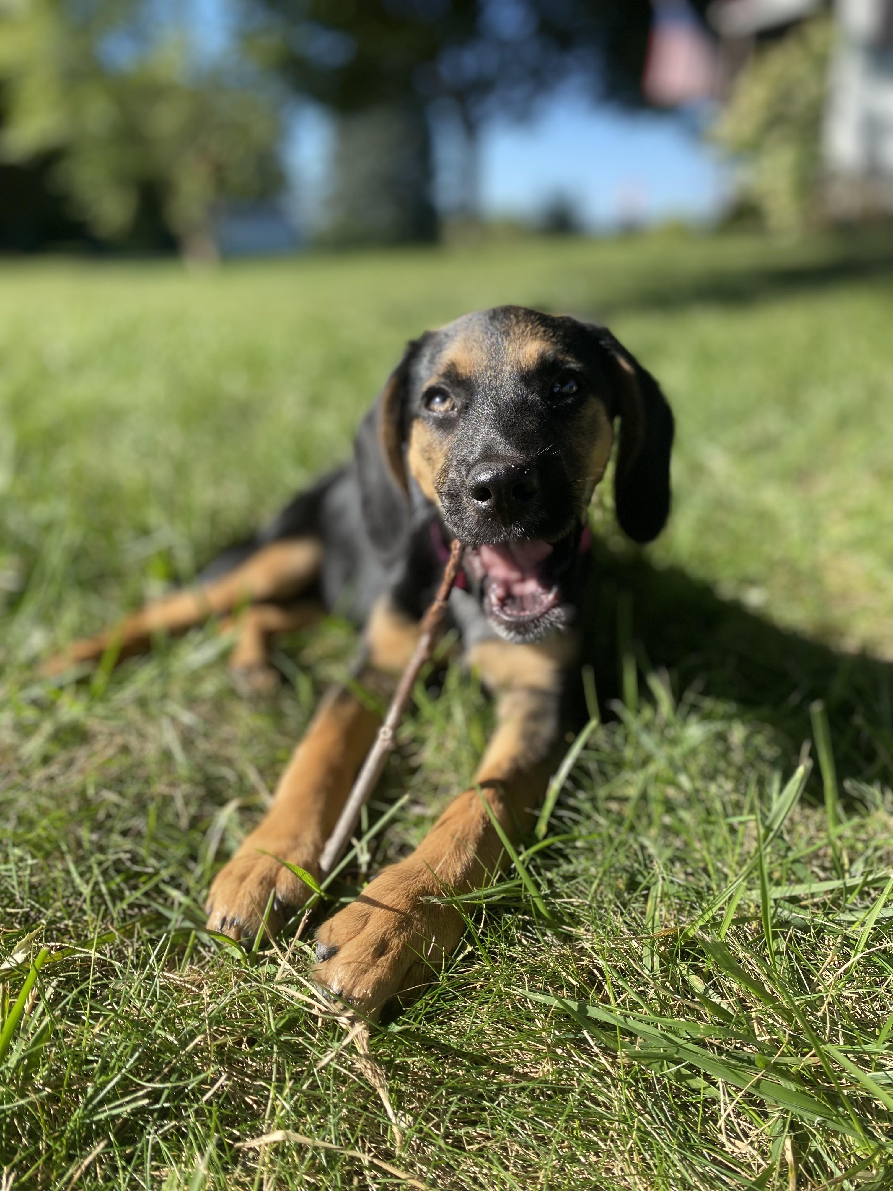 Enlarge Strawberry Shortcake, a Adopted mixed breed in Warsaw, IN image 2/6