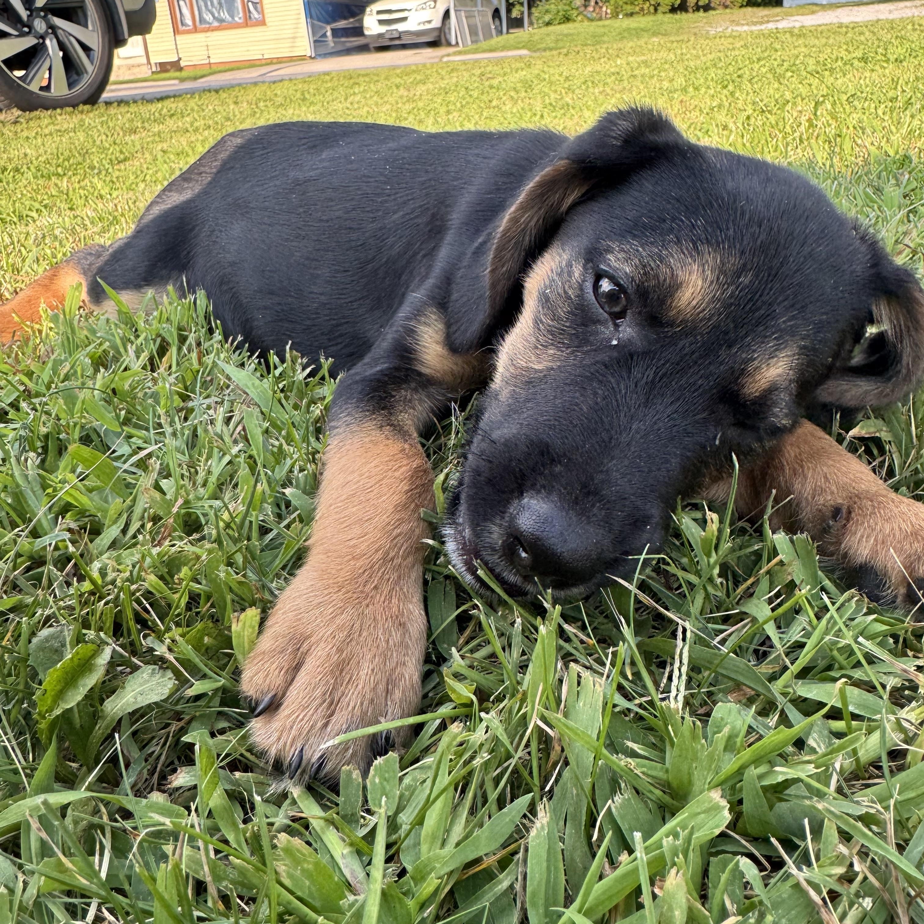Enlarge Strawberry Shortcake, a Adopted mixed breed in Warsaw, IN image 6/6