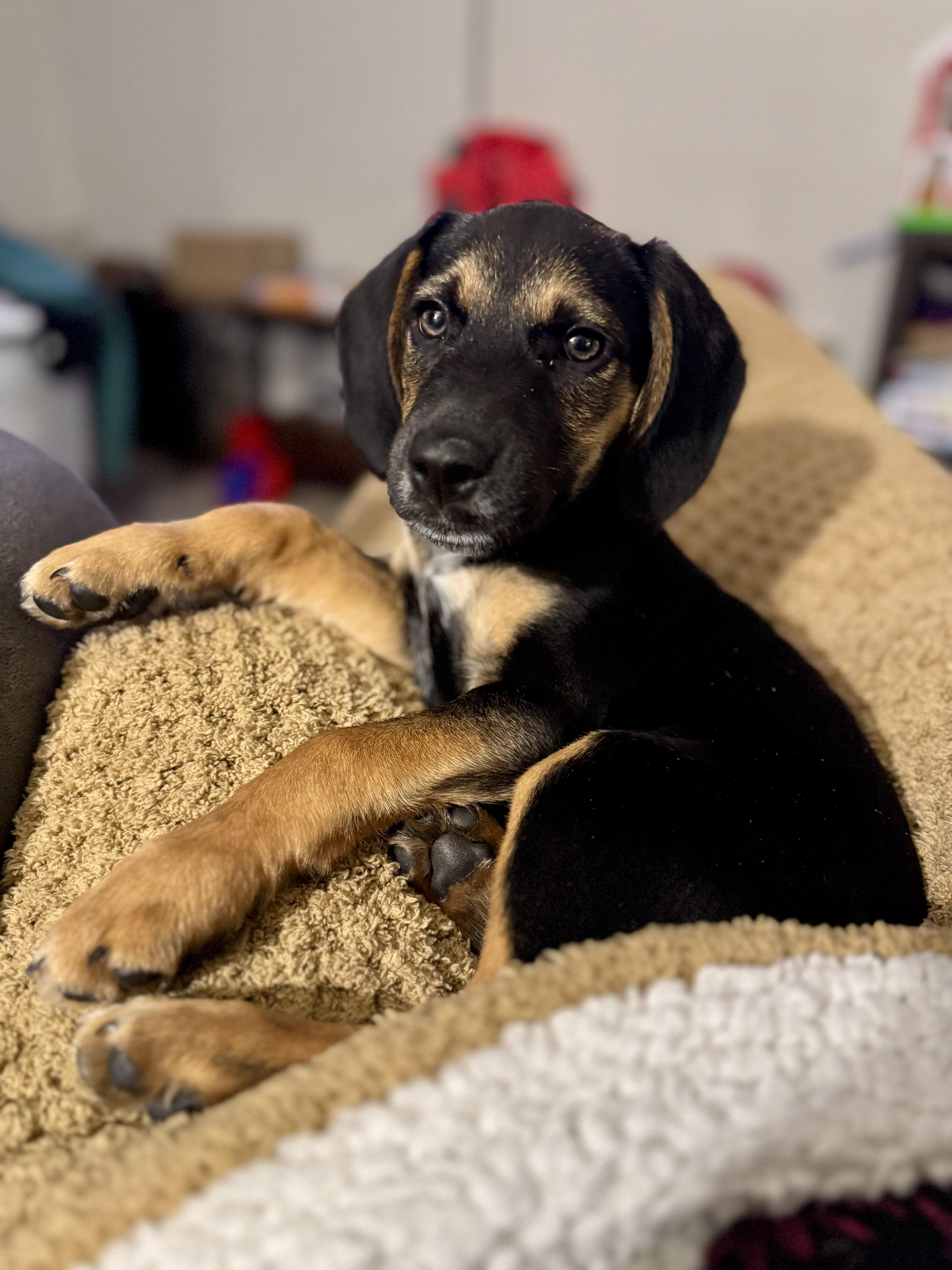 Strawberry Shortcake, Adopted, Puppy Female Beagle.