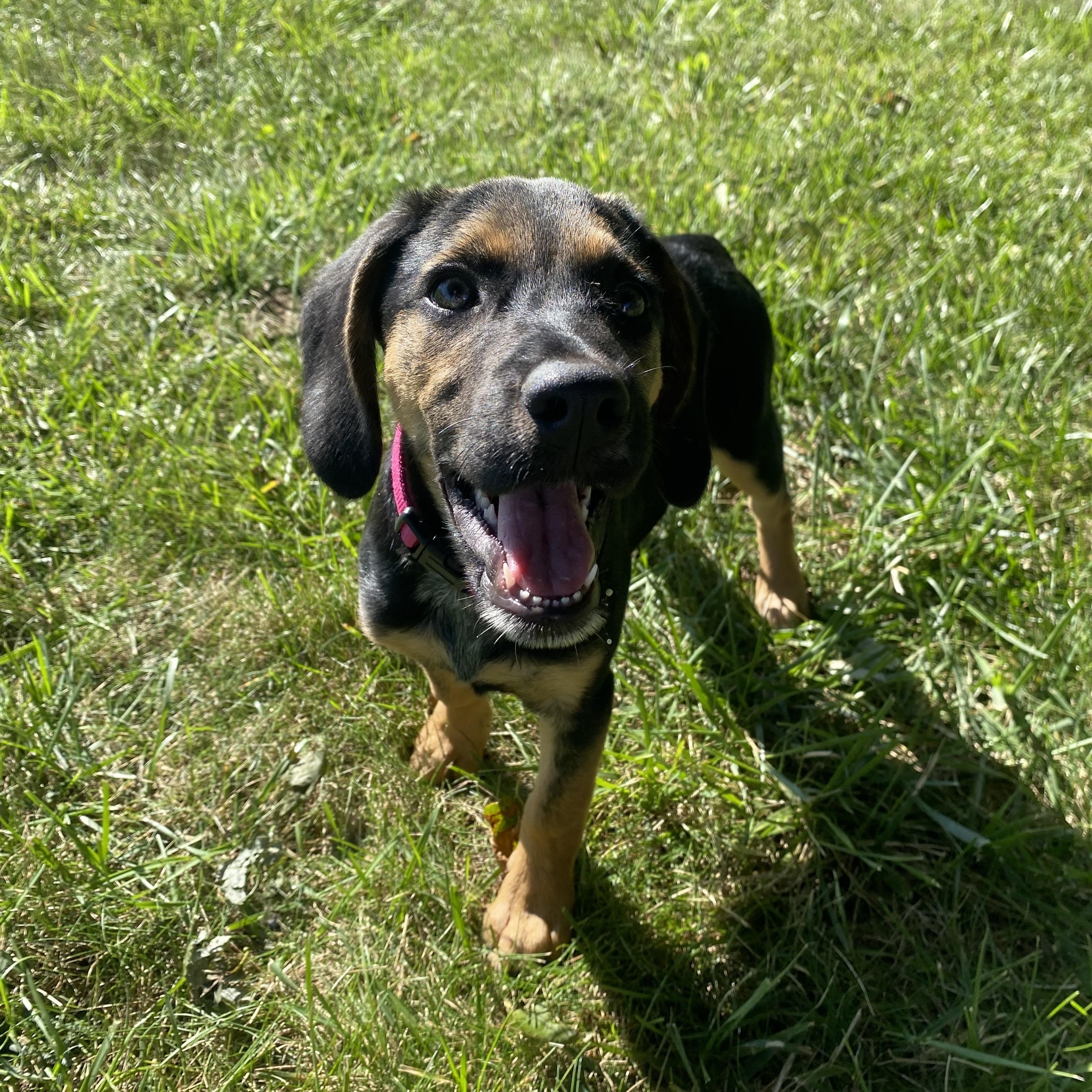 Enlarge Strawberry Shortcake, a Adopted mixed breed in Warsaw, IN image 3/6