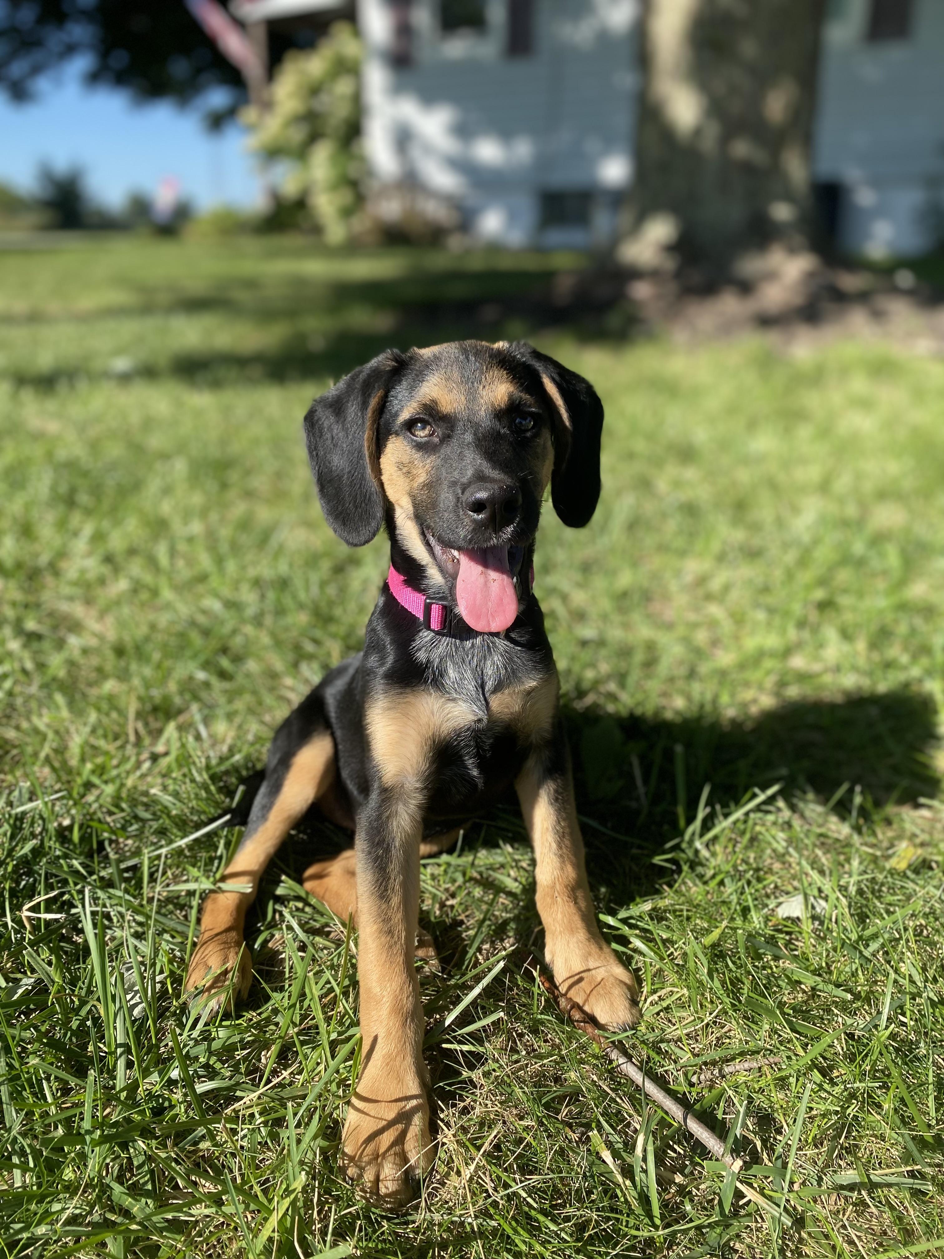 Enlarge Strawberry Shortcake, a Adopted mixed breed in Warsaw, IN image 1/6