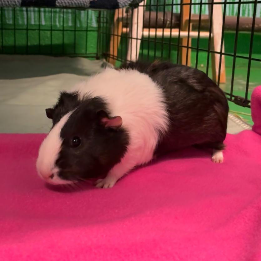 Luna, a Adoptable mixed breed in Providence, RI image 3/6