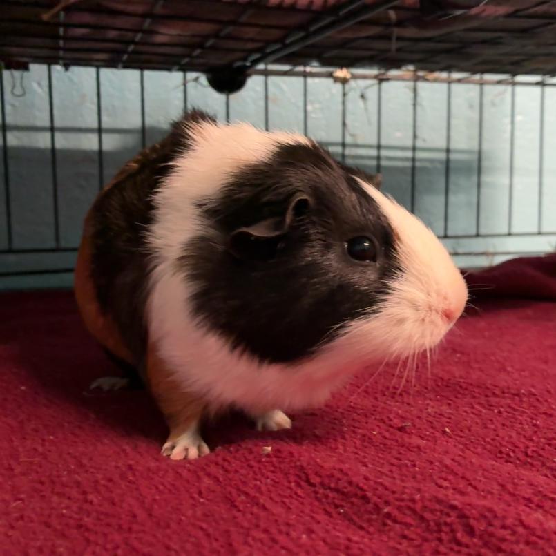 Luna, a Adoptable mixed breed in Providence, RI image 5/6