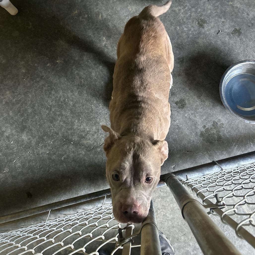 Riley, Adoptable, Adult Female Mixed Breed.