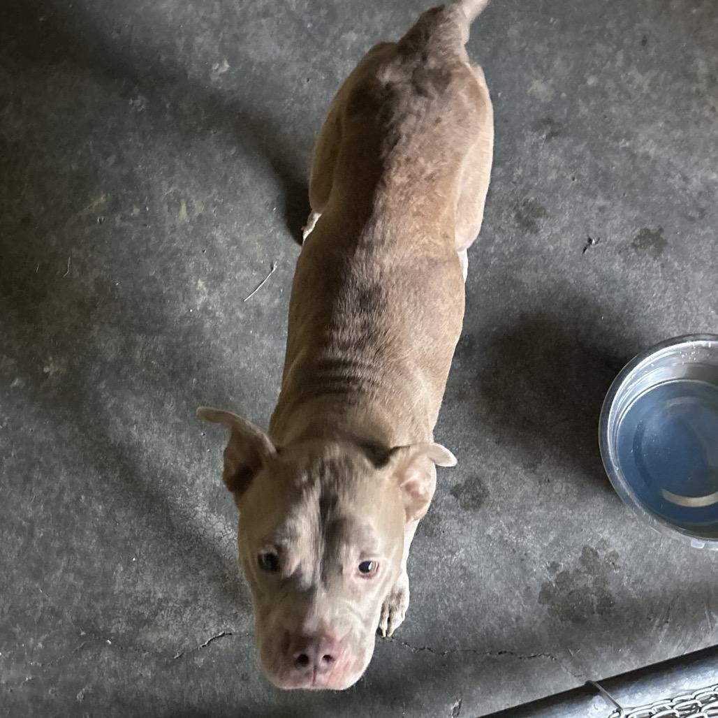 Enlarge Riley, a Adoptable Mixed Breed in Lyons, GA image 2/3