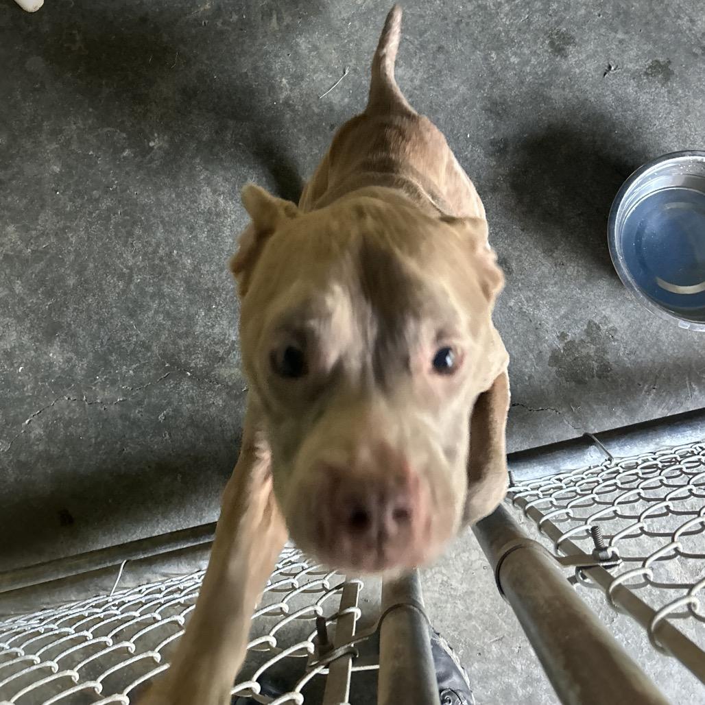 Enlarge Riley, a Adoptable Mixed Breed in Lyons, GA image 3/3