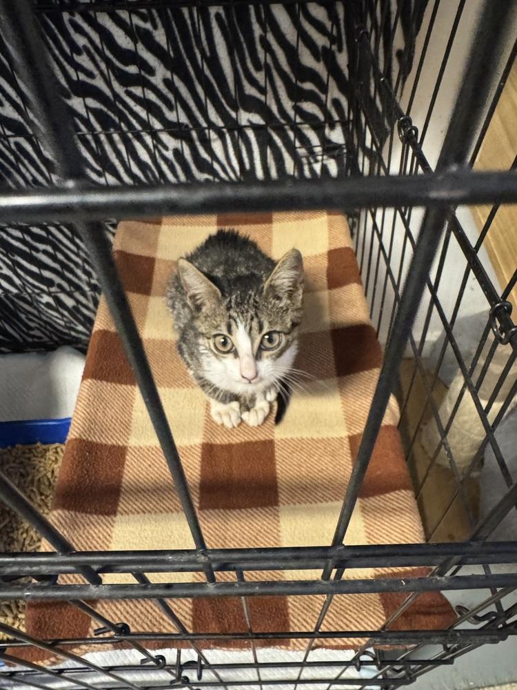 Enlarge Dutton, a Adoptable mixed breed in Jackson, GA image 3/6