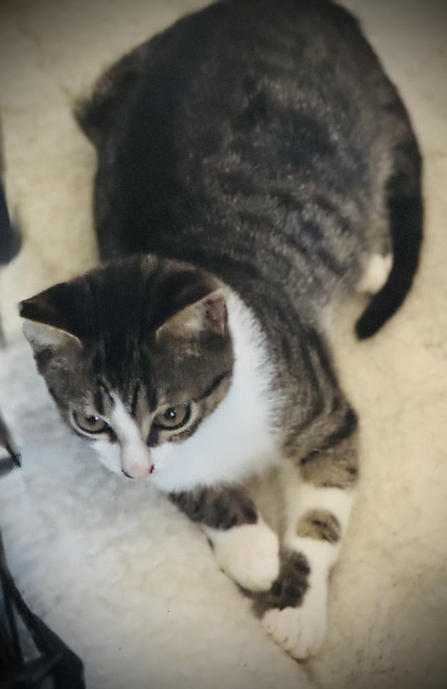 Enlarge Dutton, a Adoptable mixed breed in Jackson, GA image 5/6