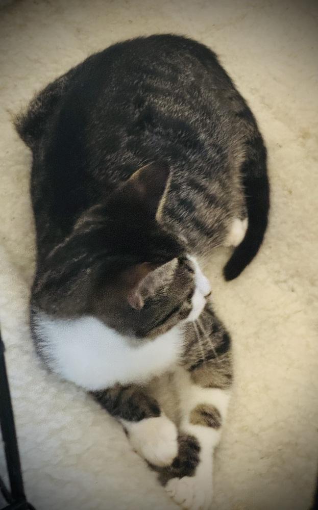 Enlarge Dutton, a Adoptable mixed breed in Jackson, GA image 6/6