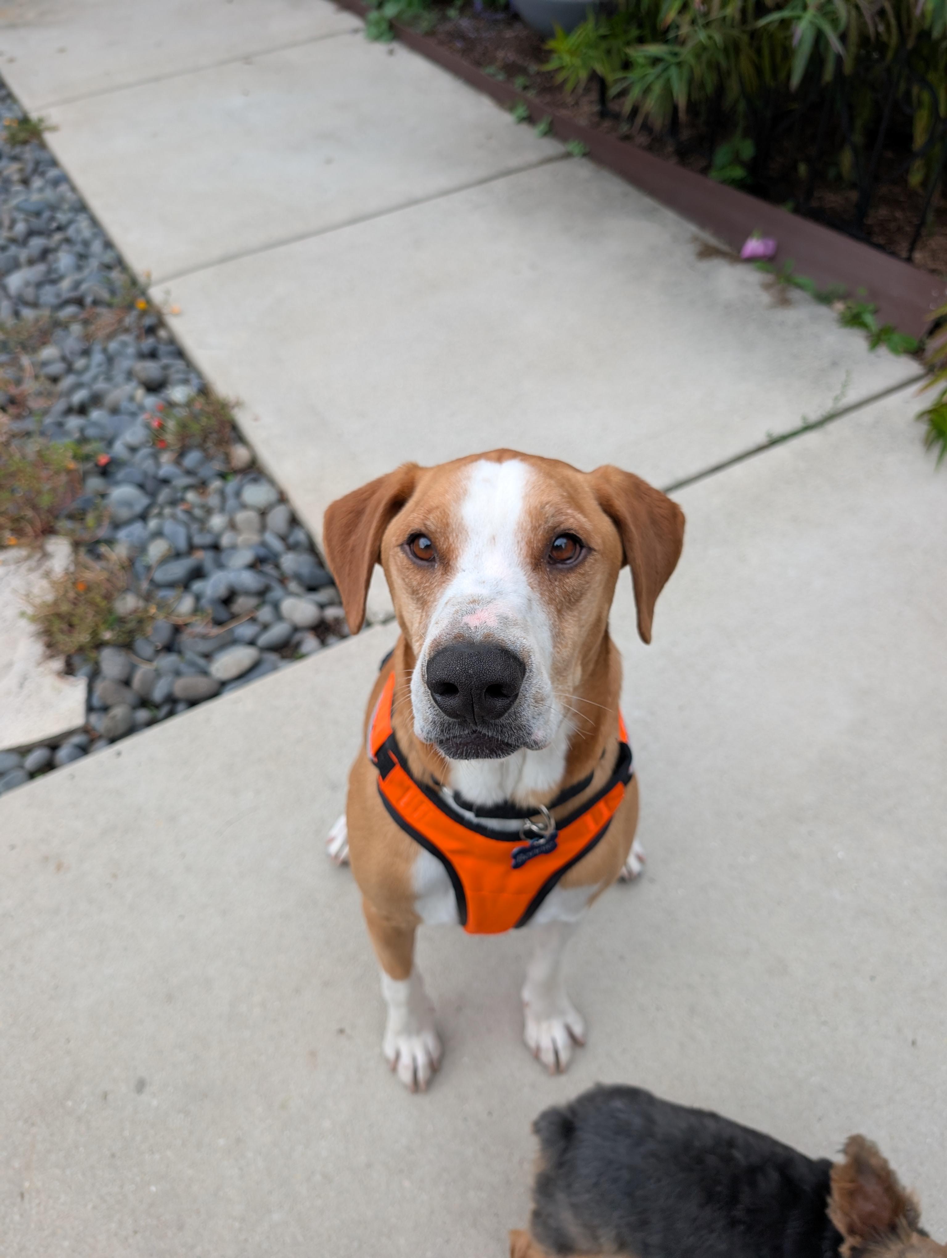 Corn Chips, Adoptable, Adult Male Foxhound.
