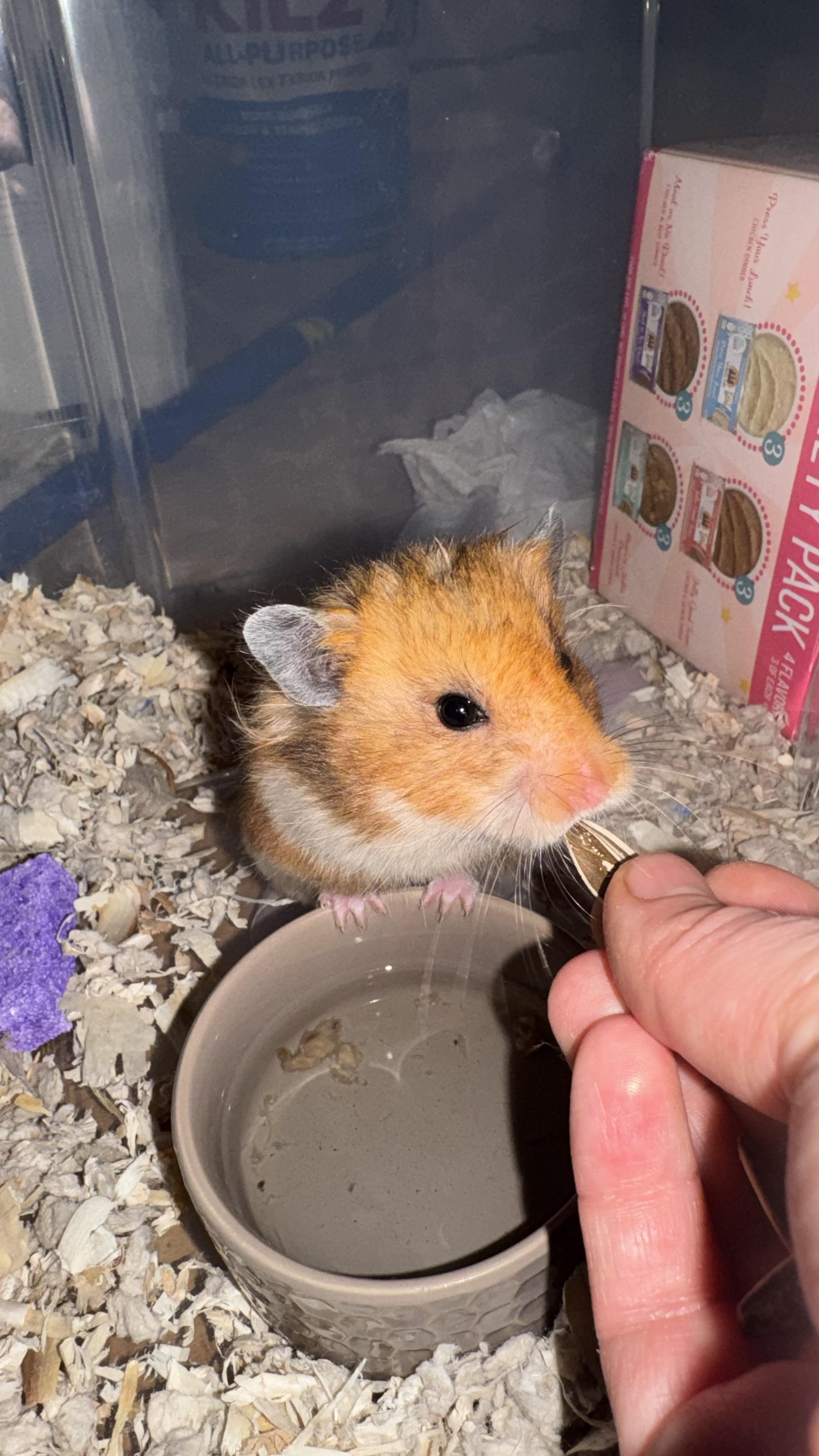 Enlarge Hamantha, a Adoptable Hamster in Verplanck, NY image 2/6