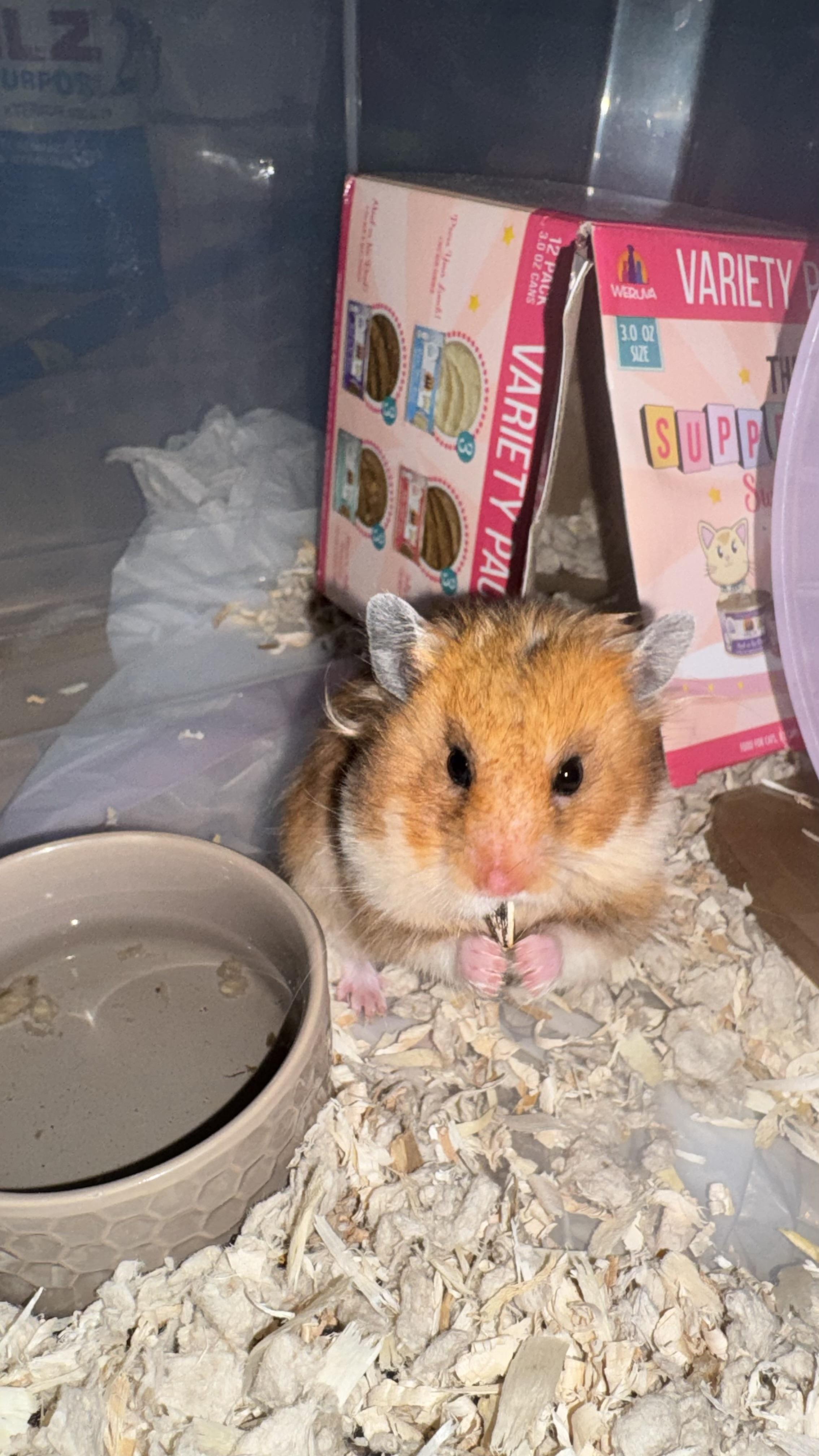 Enlarge Hamantha, a Adoptable Hamster in Verplanck, NY image 4/6