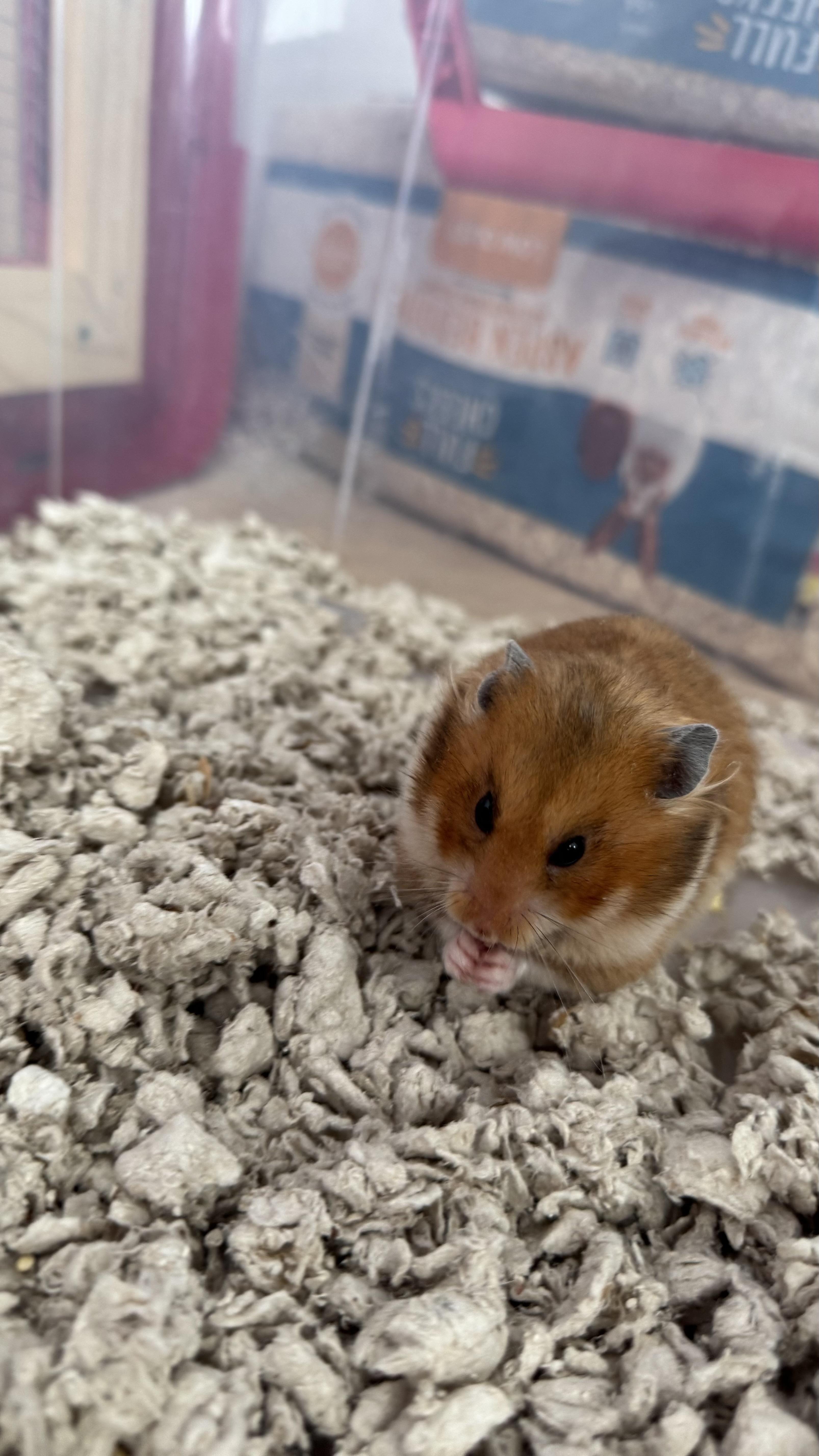 Enlarge Hamantha, a Adoptable Hamster in Verplanck, NY image 5/6