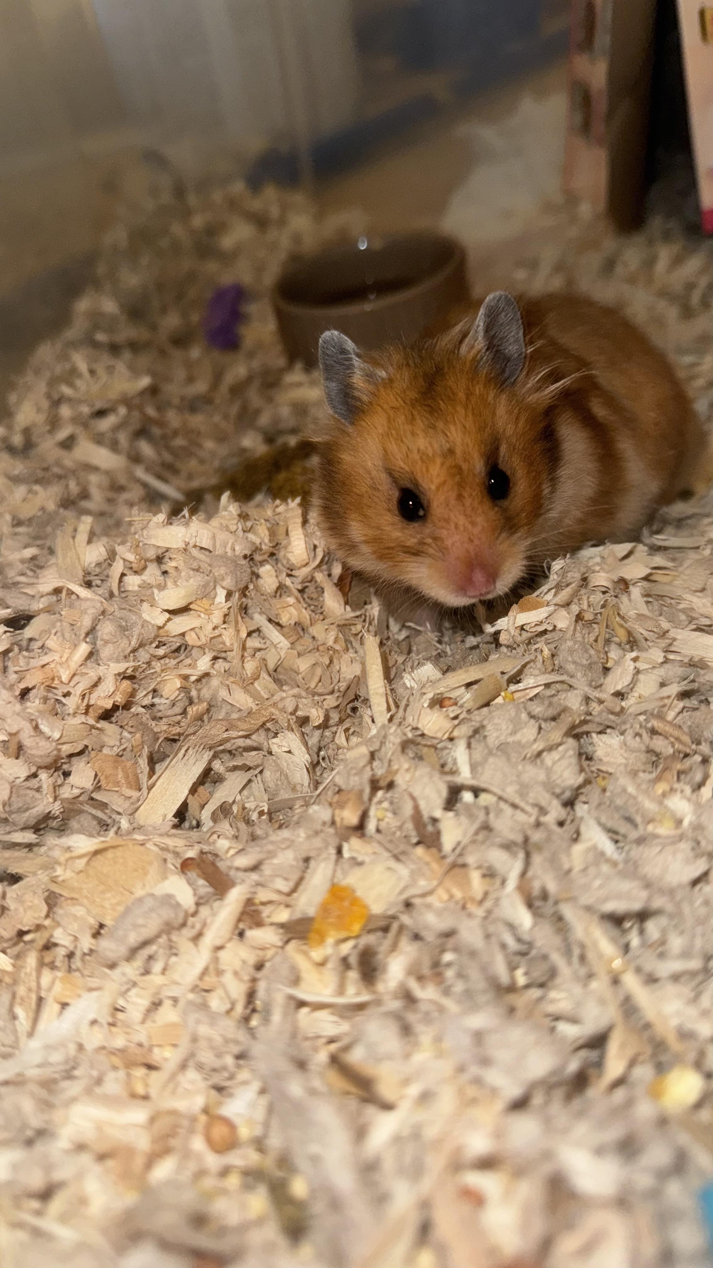 Enlarge Hamantha, a Adoptable Hamster in Verplanck, NY image 6/6
