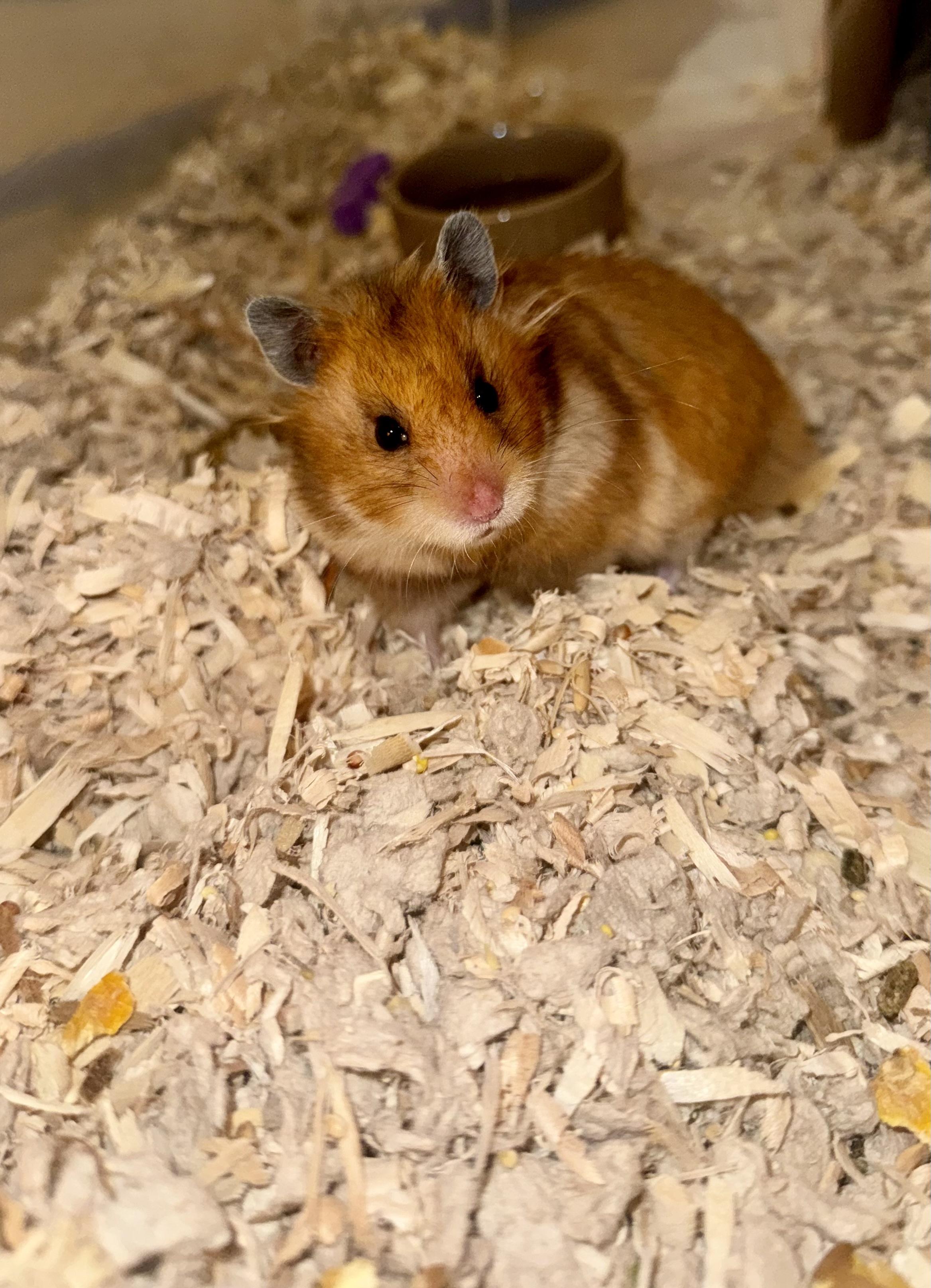 Hamantha, Adoptable, Young Female Hamster.