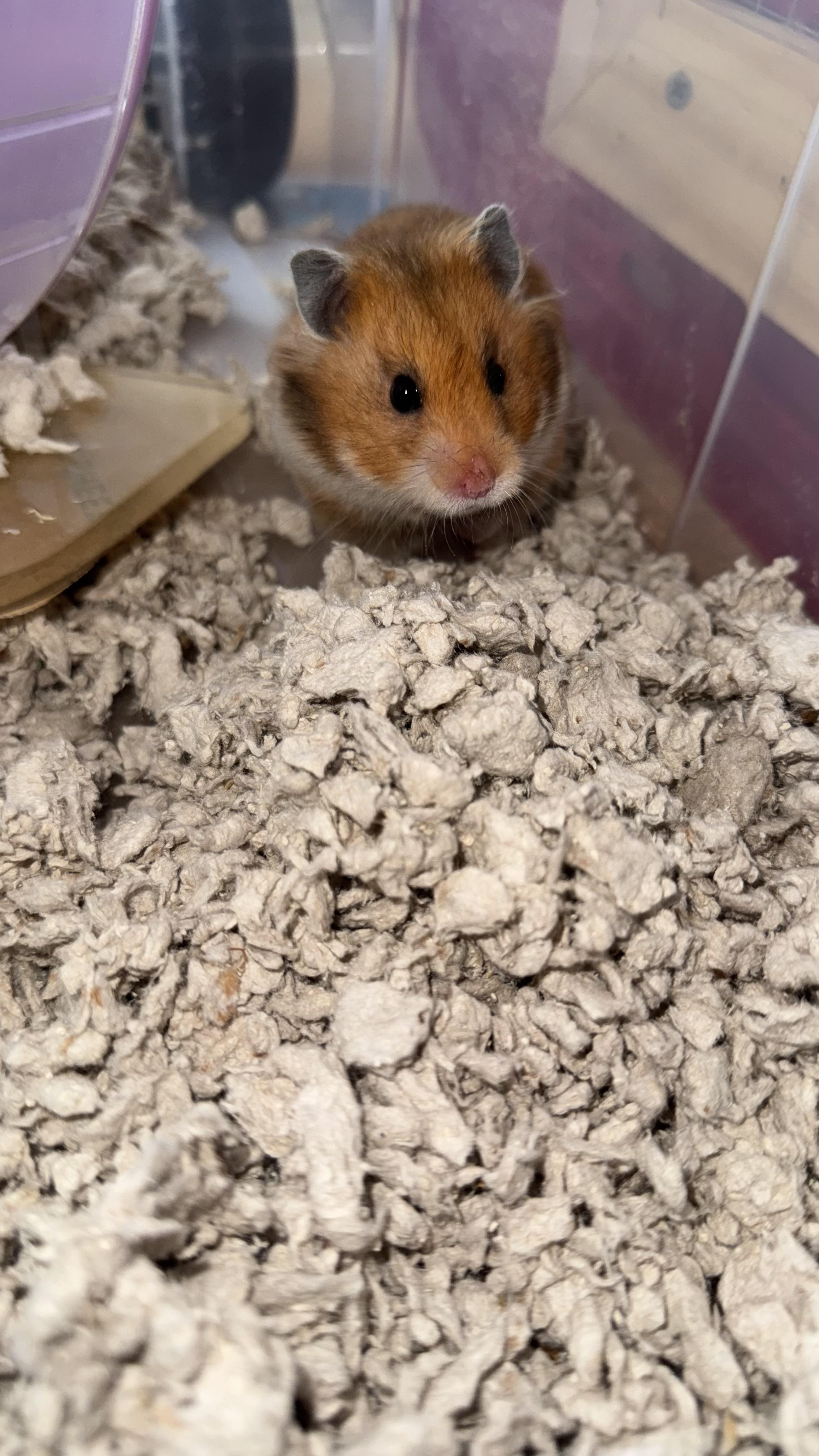 Enlarge Hamantha, a Adoptable Hamster in Verplanck, NY image 3/6