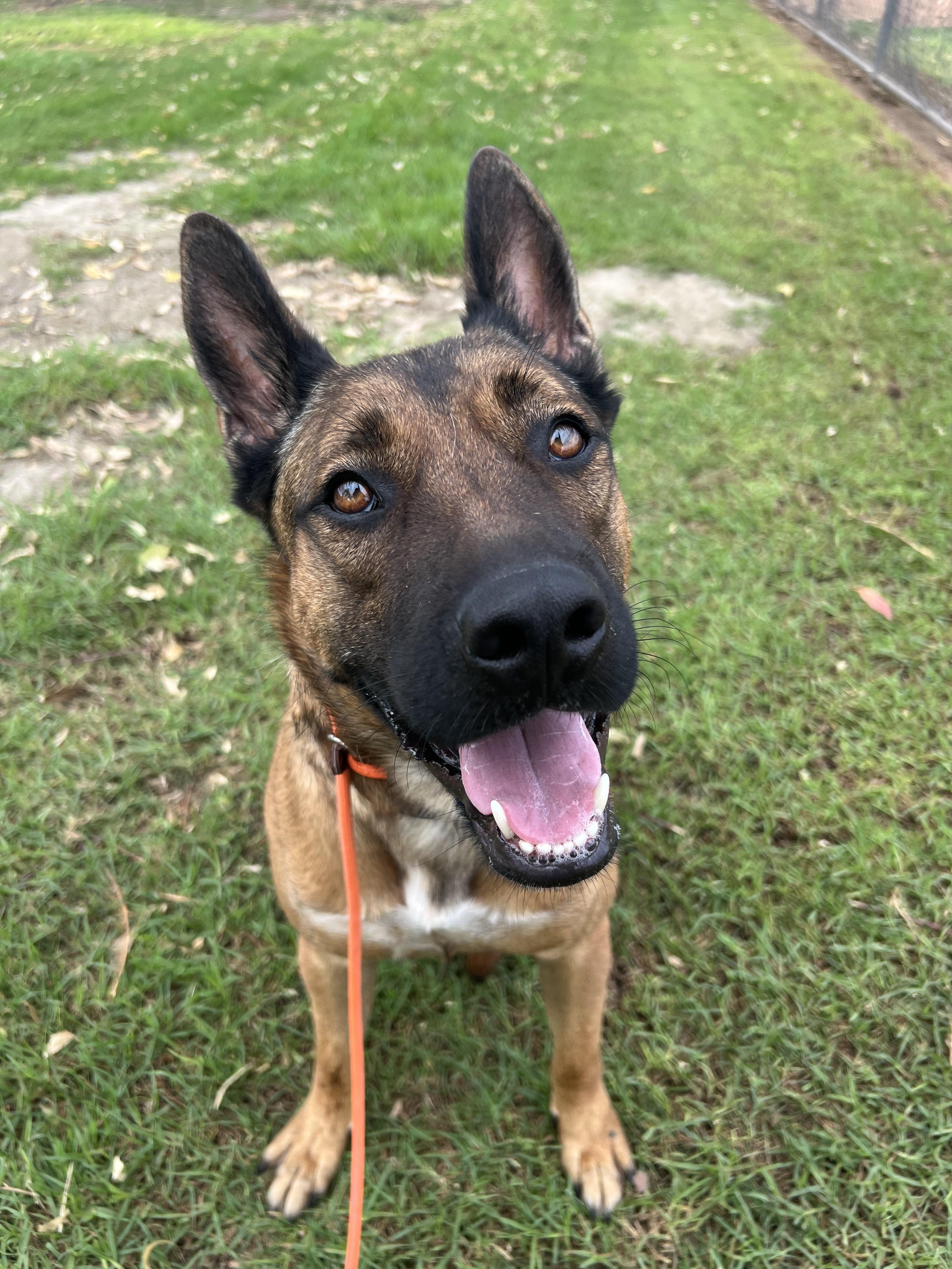 Enlarge Fender, a Adoptable German Shepherd Dog in Vancouver, WA image 1/4