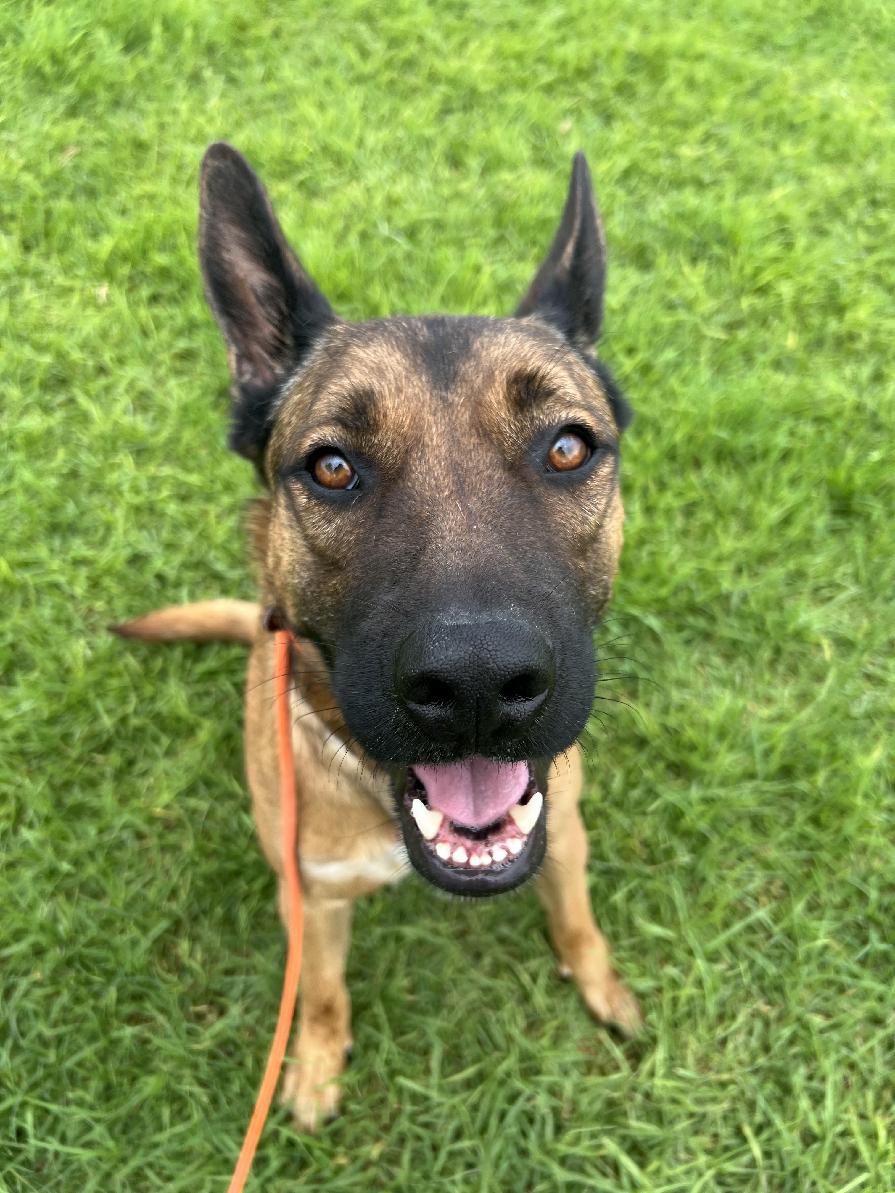 Enlarge Fender, a Adoptable German Shepherd Dog in Vancouver, WA image 2/4