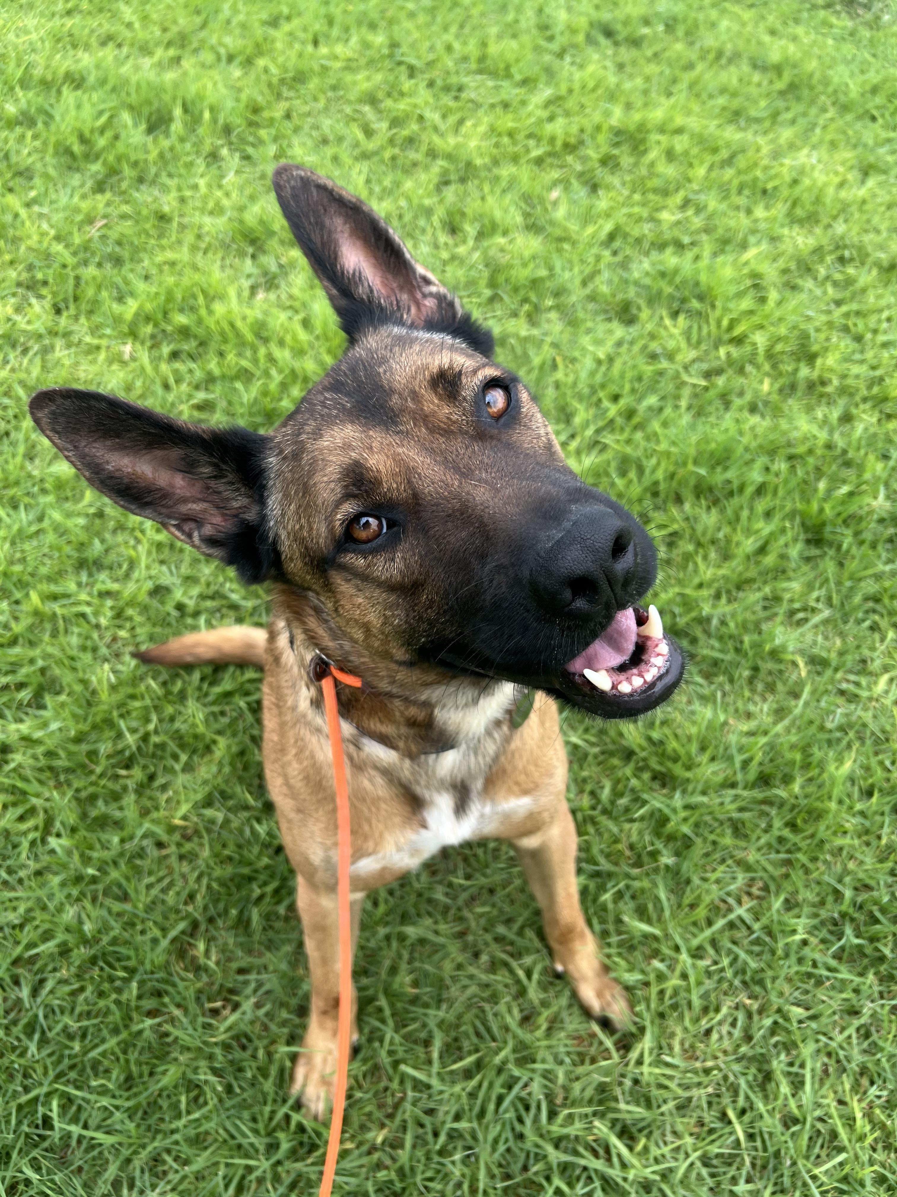 Enlarge Fender, a Adoptable German Shepherd Dog in Vancouver, WA image 3/4