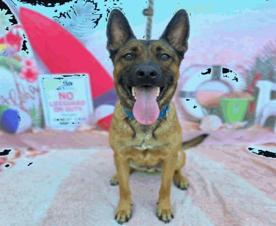 Enlarge Fender, a Adoptable German Shepherd Dog in Vancouver, WA image 4/4