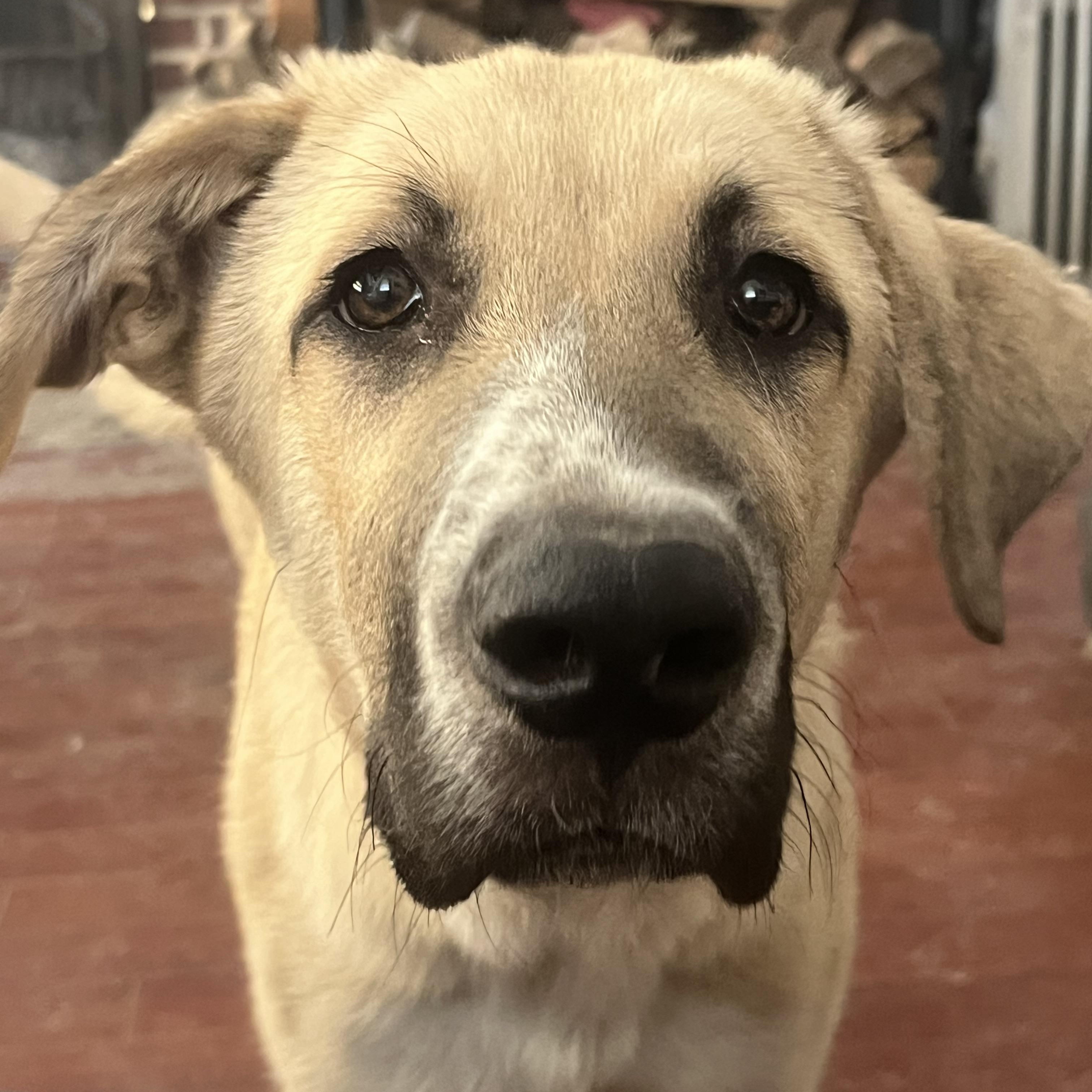 Enlarge Dodger, a Adoptable mixed breed in Longmont, CO image 1/1
