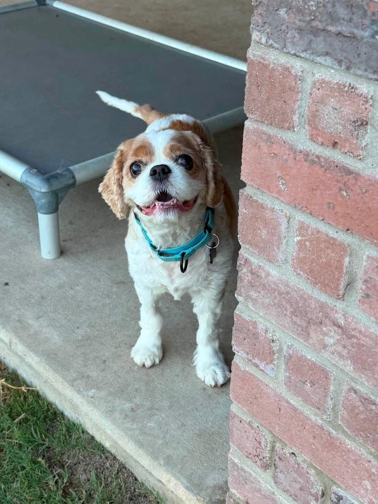 Paddington, a Adoptable Cavalier King Charles Spaniel in Frisco, TX image 1/6