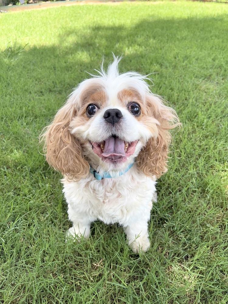 Paddington, a Adoptable Cavalier King Charles Spaniel in Frisco, TX image 2/6
