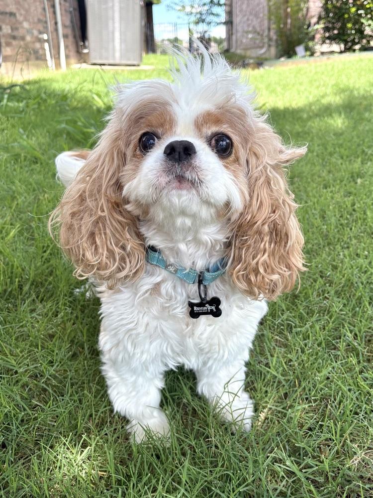 Paddington, a Adoptable Cavalier King Charles Spaniel in Frisco, TX image 3/6