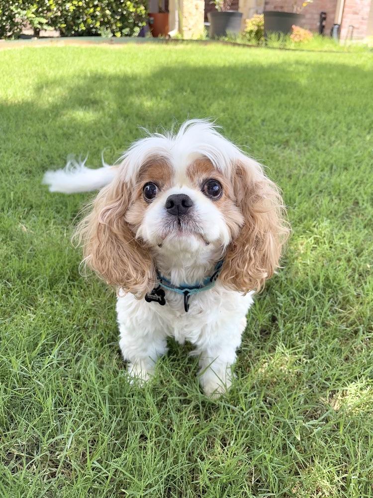 Paddington, a Adoptable Cavalier King Charles Spaniel in Frisco, TX image 4/6
