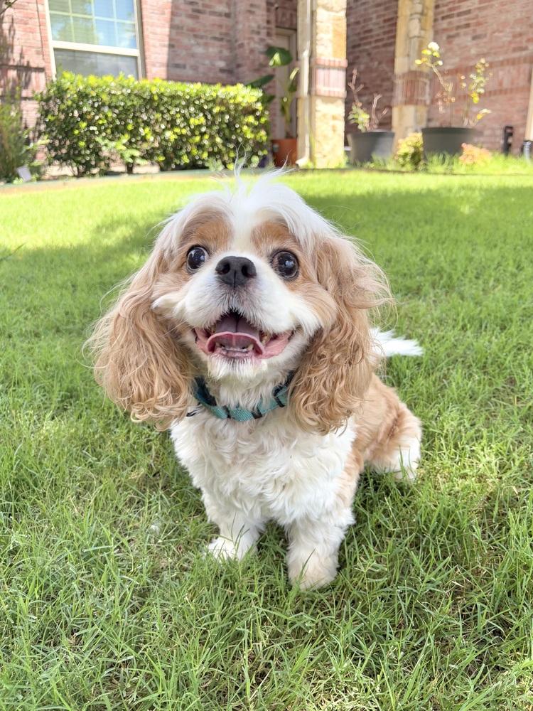 Paddington, a Adoptable Cavalier King Charles Spaniel in Frisco, TX image 5/6
