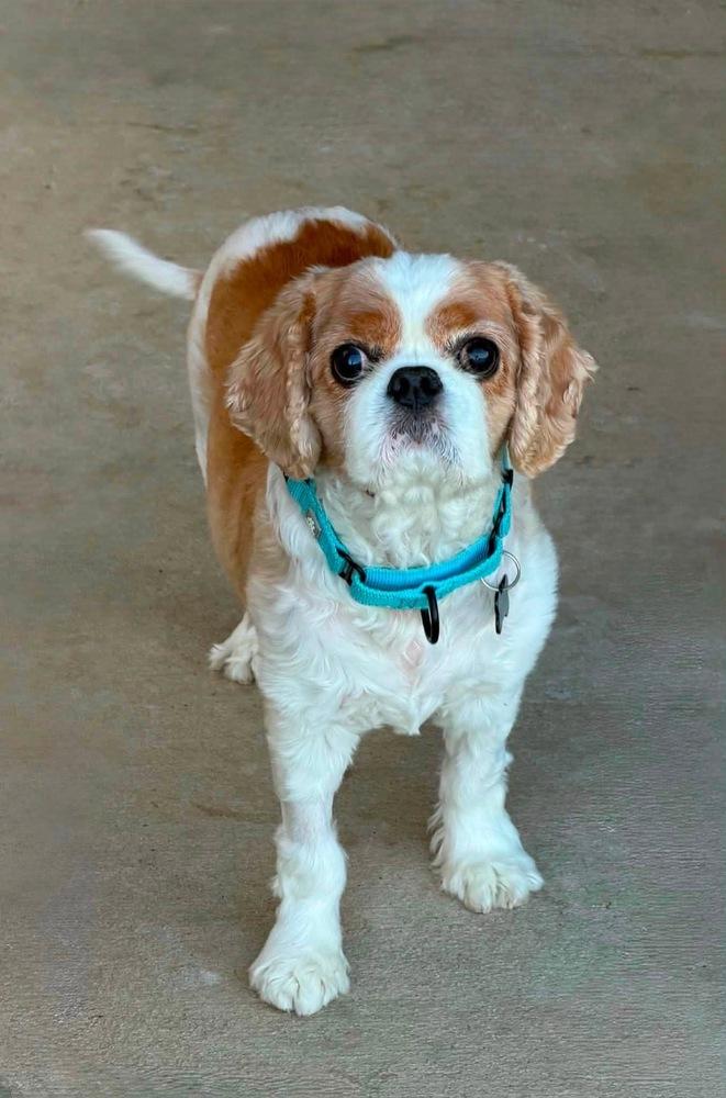 Paddington, a Adoptable Cavalier King Charles Spaniel in Frisco, TX image 6/6