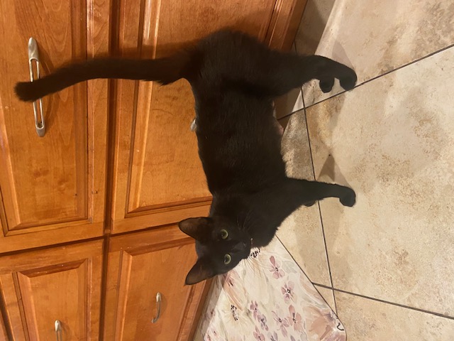 Enlarge Meet Mama Beth: Your Future Cuddle Queen and Purring Pal!, a Adoptable Domestic Short Hair in Tustin, CA image 3/5