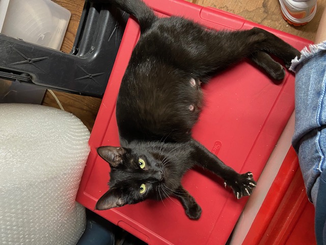 Meet Mama Beth: Your Future Cuddle Queen and Purring Pal!