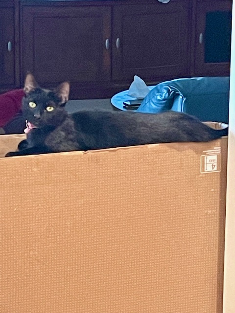 Meet Mama Beth: Your Future Cuddle Queen and Purring Pal!