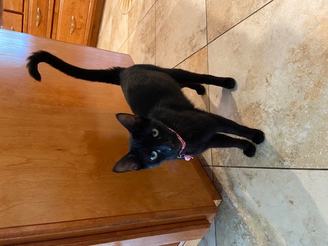 Meet Mama Beth: Your Future Cuddle Queen and Purring Pal!