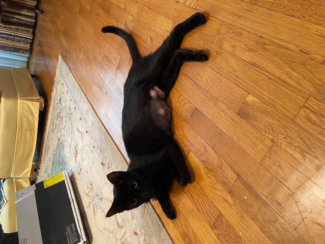 Enlarge Meet Mama Beth: Your Future Cuddle Queen and Purring Pal!, a Adoptable Domestic Short Hair in Tustin, CA image 4/5