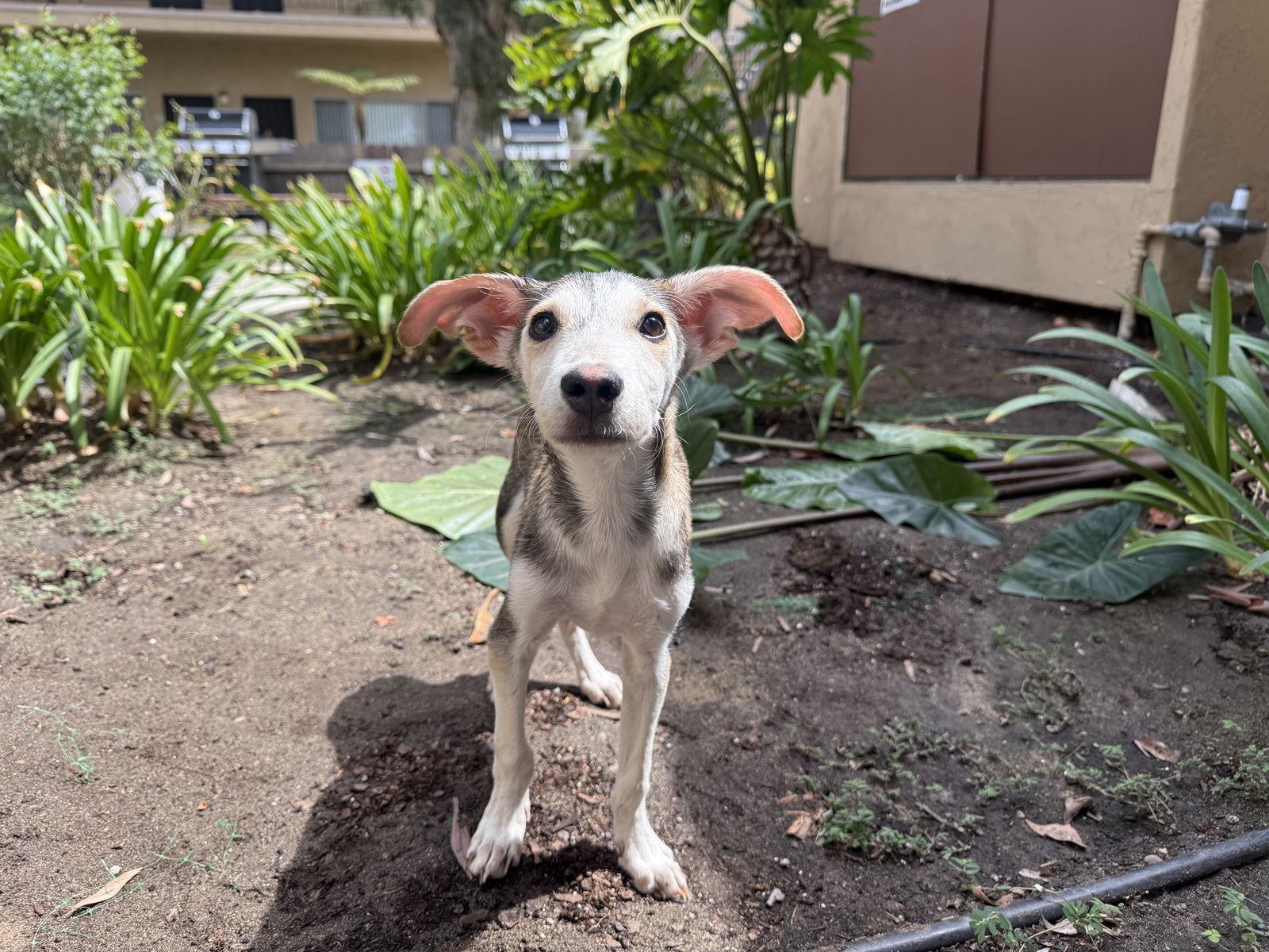 Asher, a Adopted Terrier in San Diego, CA image 1/3