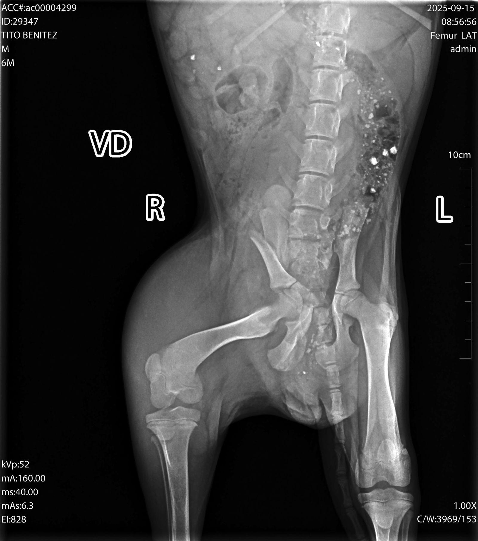 Asher, a Adopted Terrier in San Diego, CA image 2/3