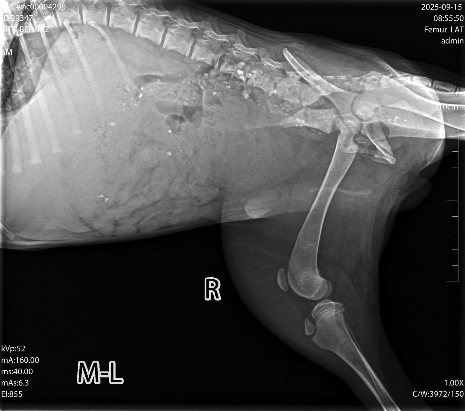 Asher, a Adopted Terrier in San Diego, CA image 3/3