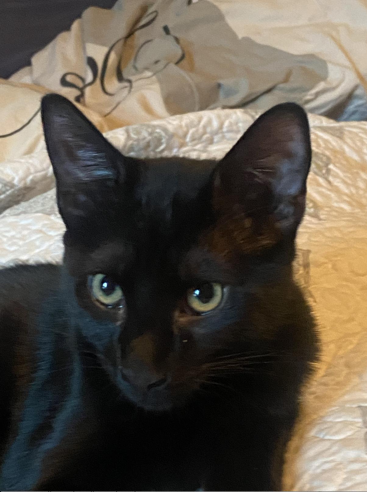 Enlarge Pepper, a Adoptable Domestic Short Hair in Sonora, CA image 1/1