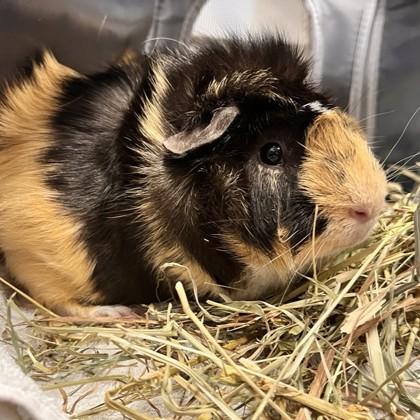 Enlarge Chutney (Bonded), a Adoptable Guinea Pig in Wheaton, IL image 1/1