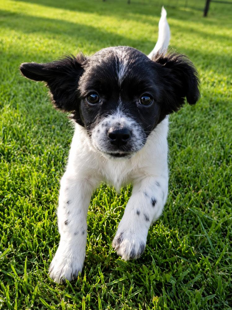 Enlarge Hollywood Litter - Gable, a Adopted mixed breed in Oakland, MI image 2/4