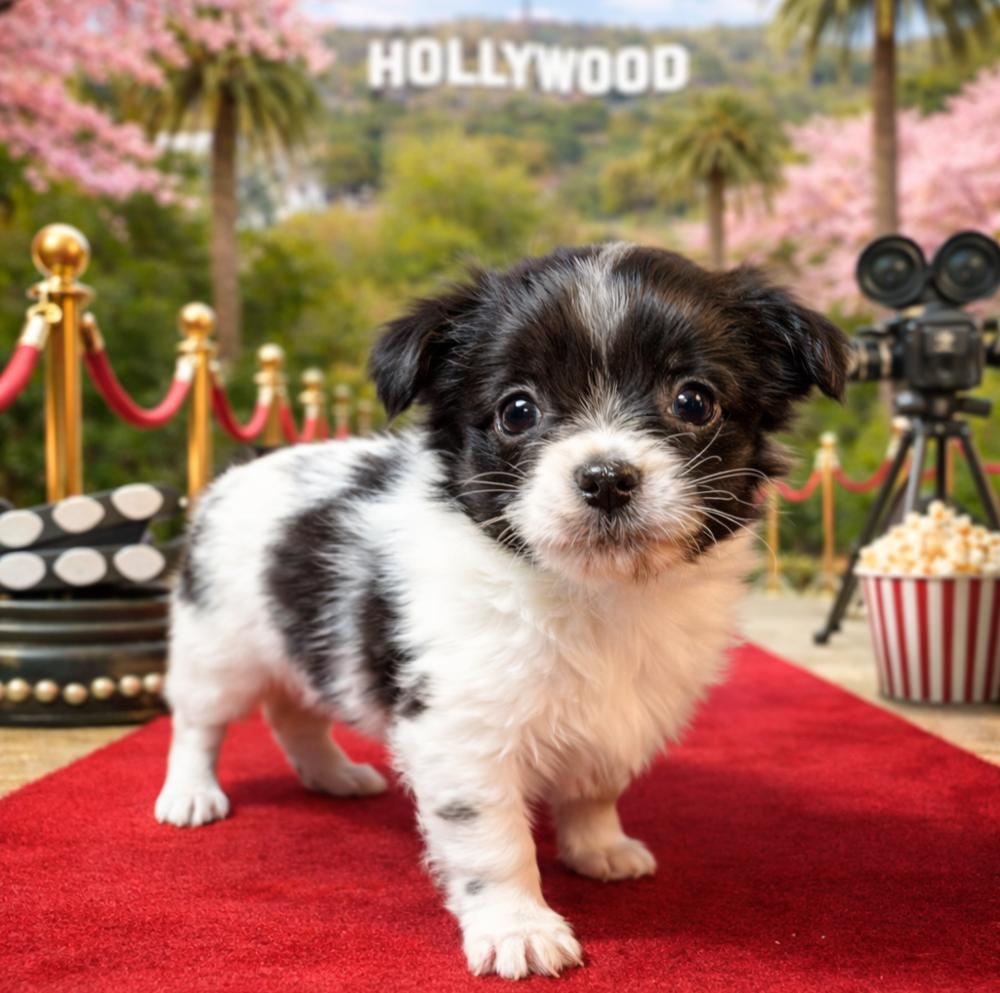 Enlarge Hollywood Litter - Gable, a Adopted mixed breed in Oakland, MI image 3/4