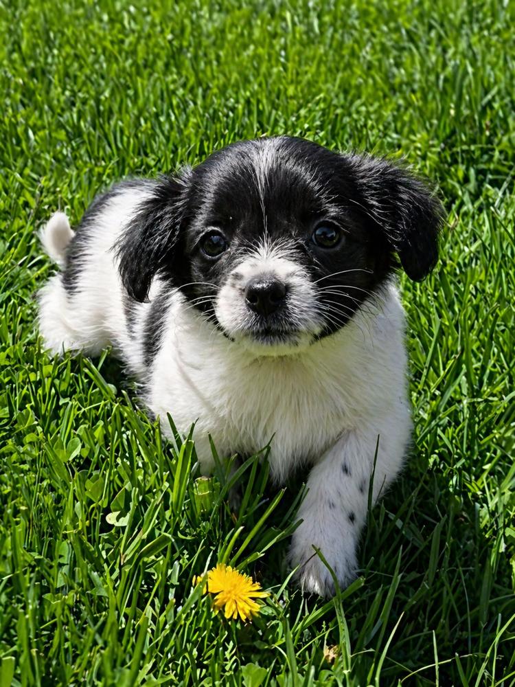 Enlarge Hollywood Litter - Gable, a Adopted mixed breed in Oakland, MI image 4/4