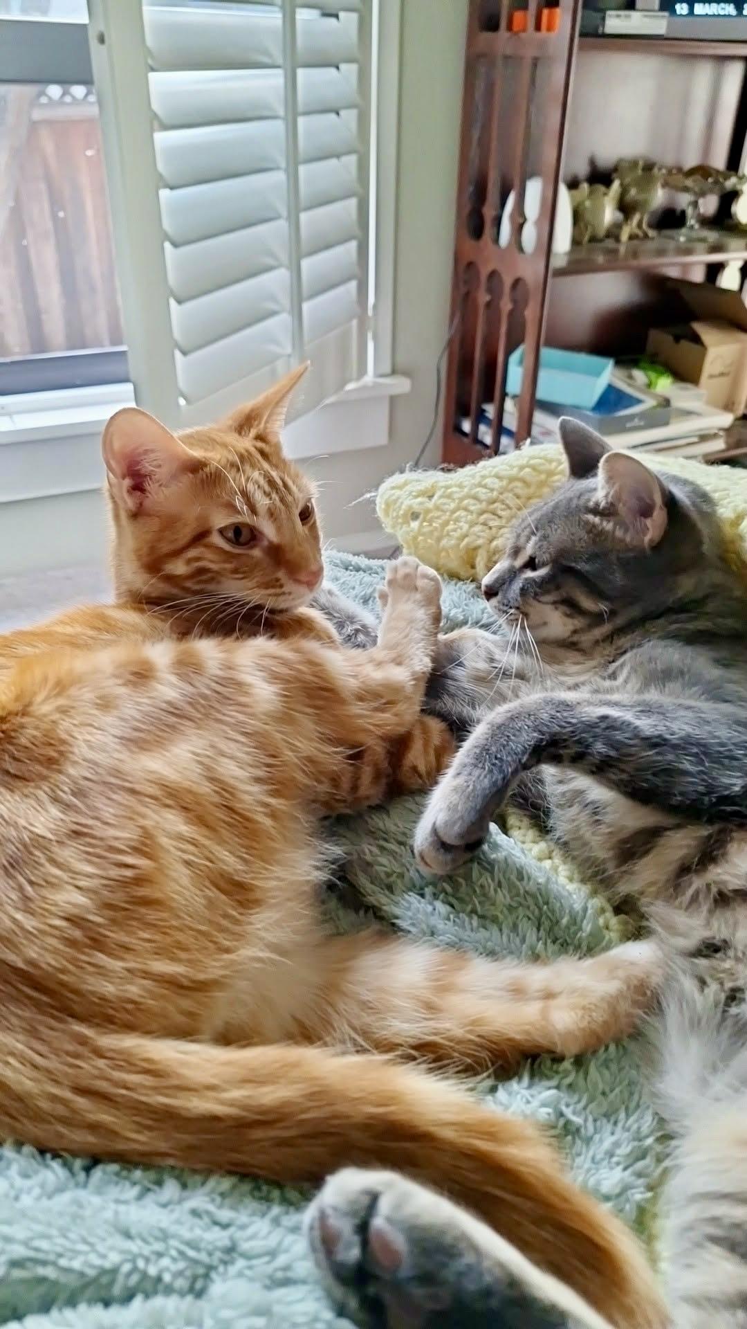 Enlarge Tapatio & Stitch - BONDED PAIR, a Adoptable mixed breed in San Jose, CA image 1/5