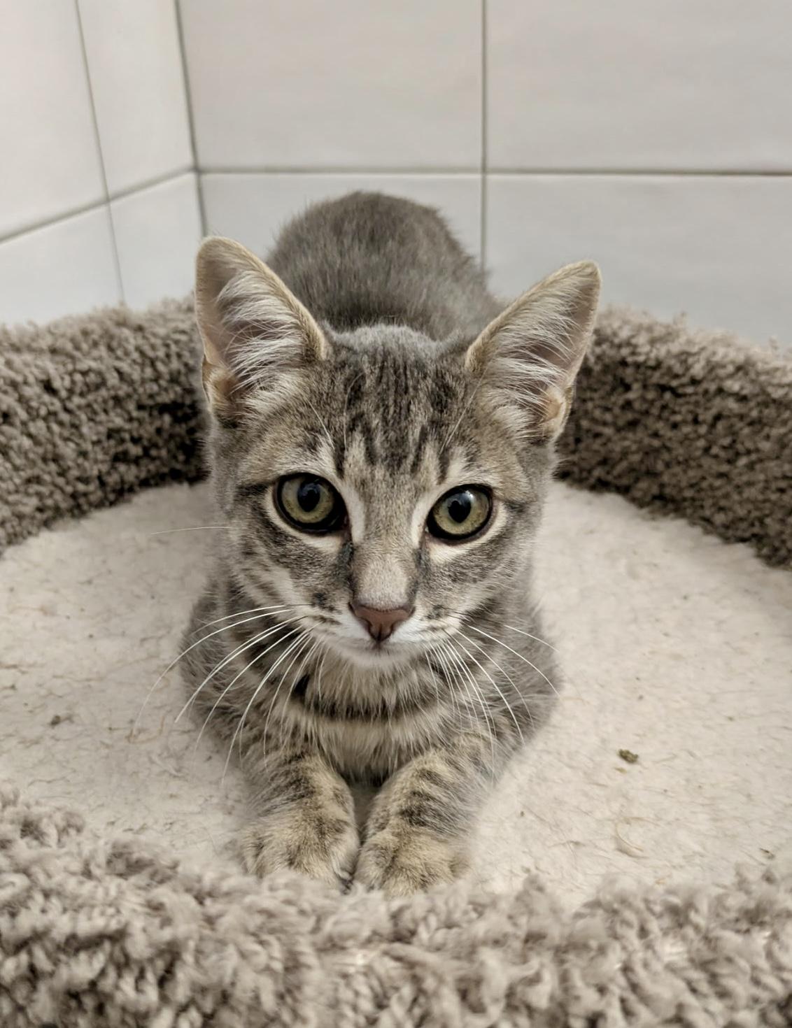 Tapatio & Stitch - BONDED PAIR, a Adoptable mixed breed in San Jose, CA image 2/3