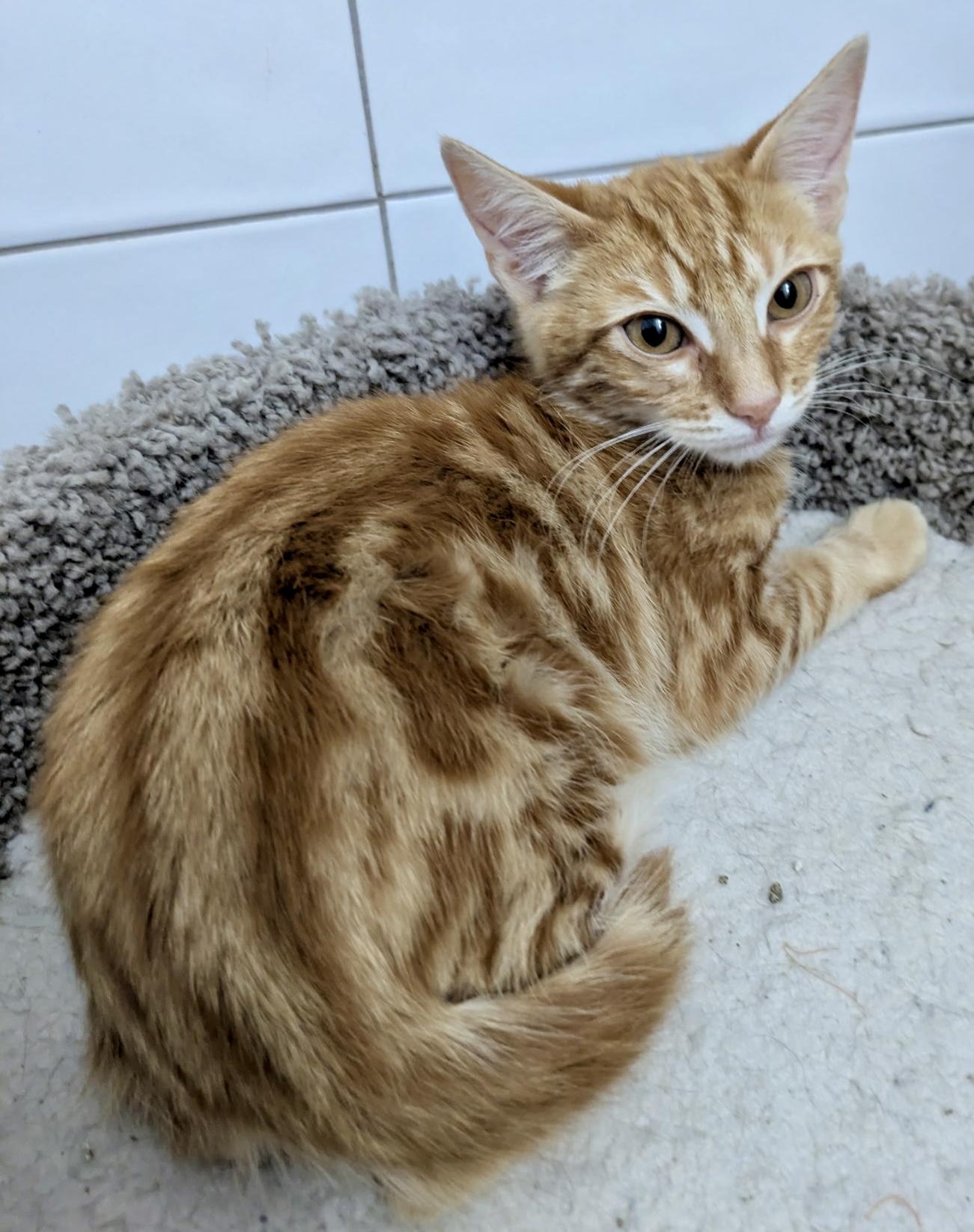 Tapatio & Stitch - BONDED PAIR, a Adoptable mixed breed in San Jose, CA image 3/3