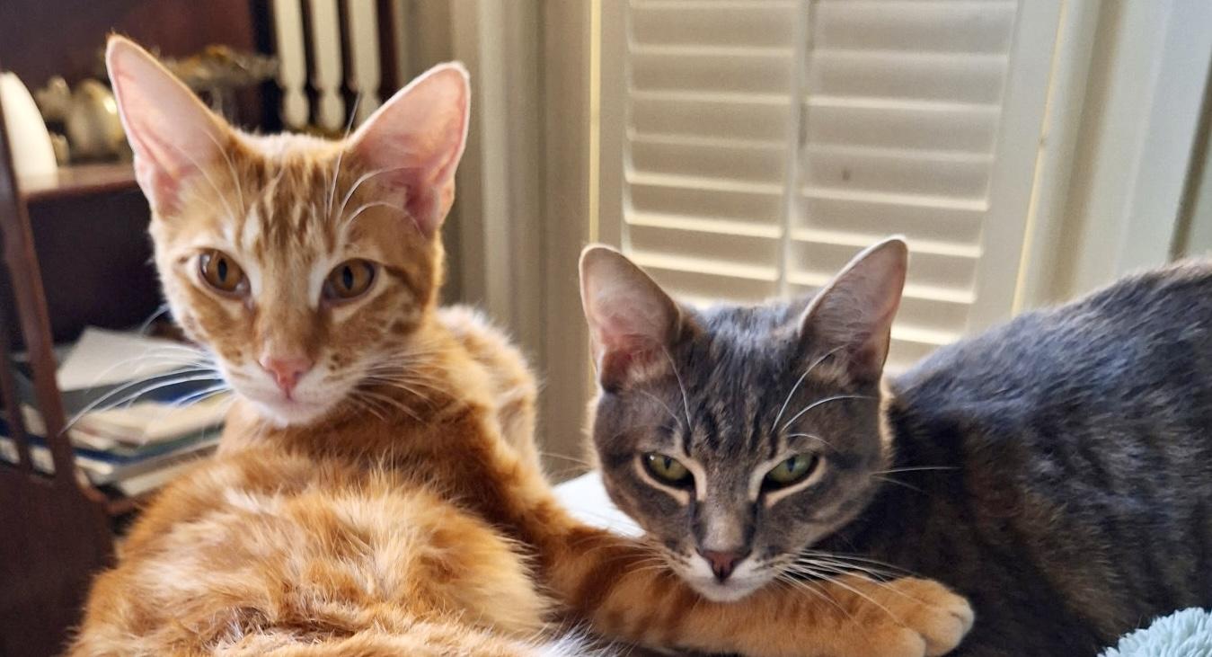 Enlarge Tapatio & Stitch - BONDED PAIR, a Adoptable mixed breed in San Jose, CA image 2/5