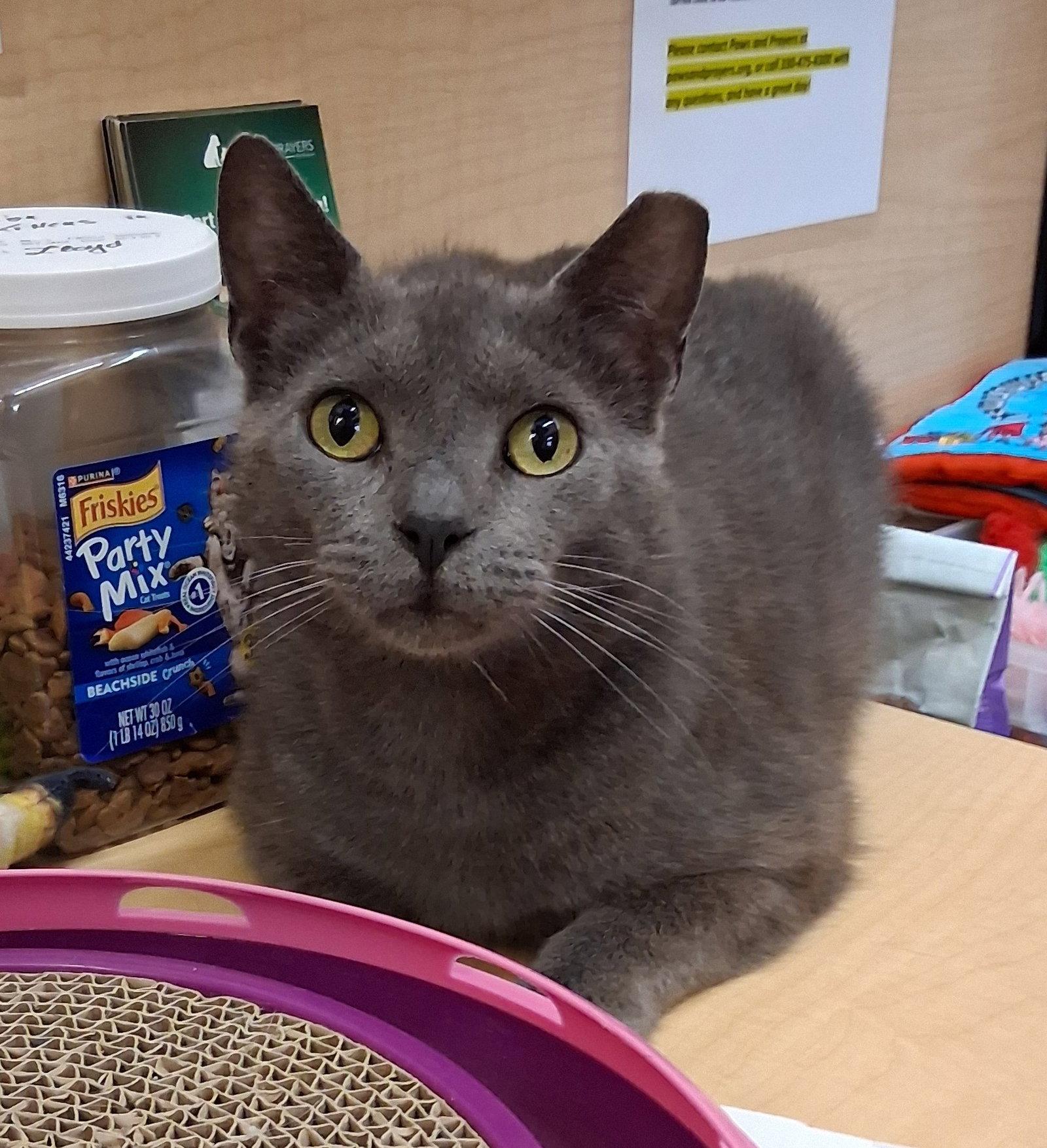 Thumbtack @ Medina Petsmart (video!), Adopted, Adult Male Russian Blue & Domestic Short Hair.